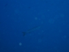 137_NICO_4264.jpg 