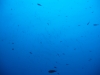 195_NICO_4358.jpg 