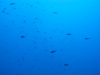 198_NICO_4362.jpg 