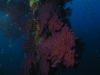 240_FRANCIS_154.jpg 