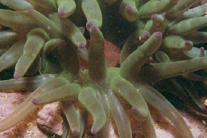ortie CONDYLACTIS AURANTIACA (54039 octets)
