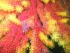 191_NICO_4354.jpg 
